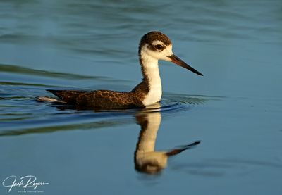 Stilts and Avocets