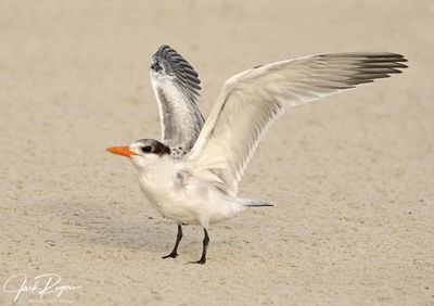 Stretching those young wings!