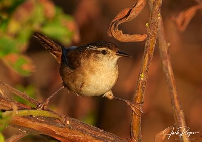 Marsh Wren