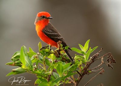 Vermilion Flycatcher