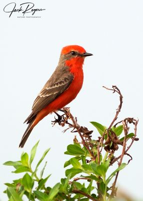 Hunting from a perch