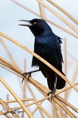 Wetlands song
