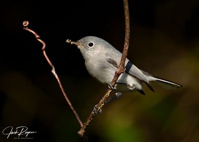 Perfectly perched