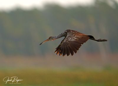 Limpkins
