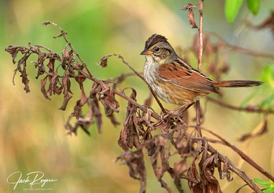 Swamp Sparrow