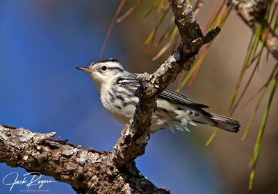 Black-and-White Warbler