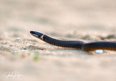 Ring-necked Snake