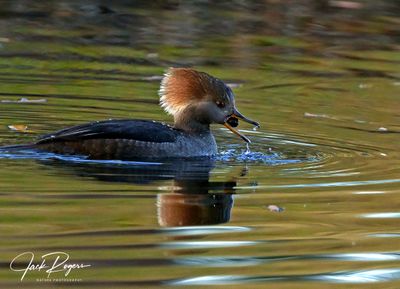 Ducks, Geese, and Grebes