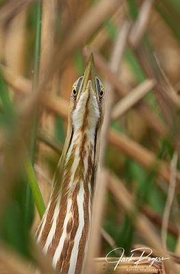 Nobody here but us reeds!