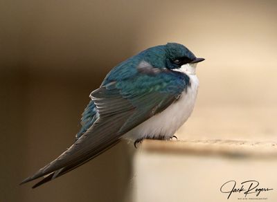 Tree Swallow