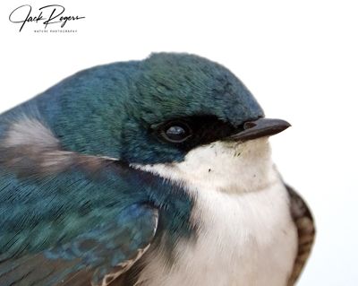 Portrait of a Tree Swallow