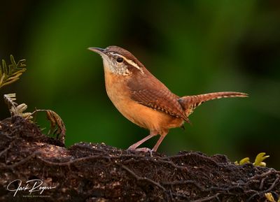 Carolina Wren