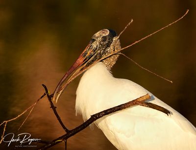 Wood Stork with some nesting material