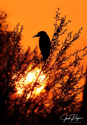 Early bird!