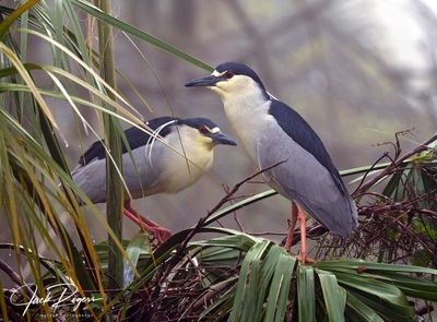Mates looking for a nesting site