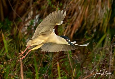 Leaving the nest