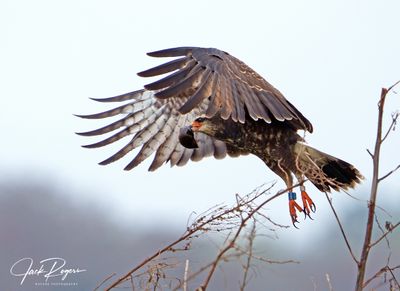 Leaving for a better perch