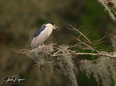 Checking out a good tree for nesting material