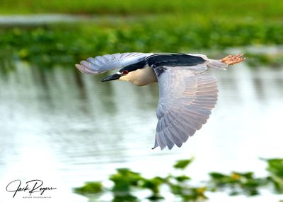 Marsh overflight