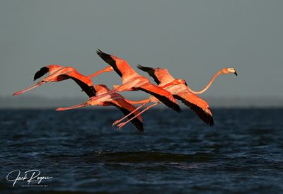 Flormation flight!