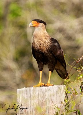 Farmside perch