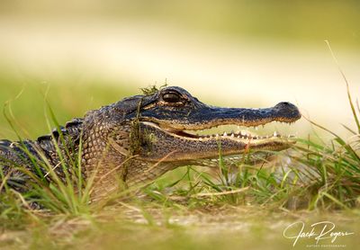Gator grin!