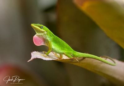 Green Anole