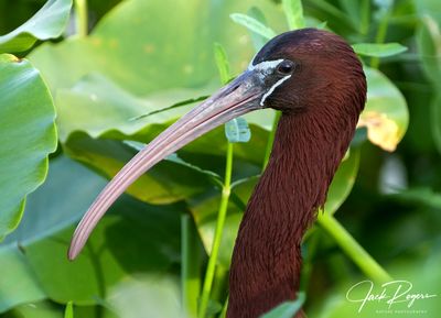 Ibises