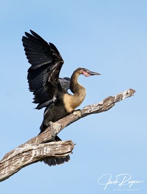 Cormorants and Anhingas