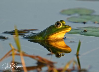 Reptiles and Amphibians