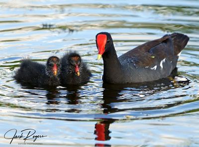 Gallinules and Coots