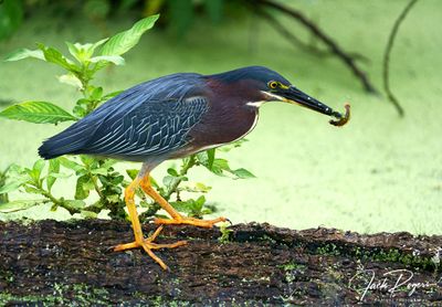 Green Herons