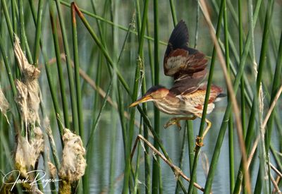 Hopping thru the reeds