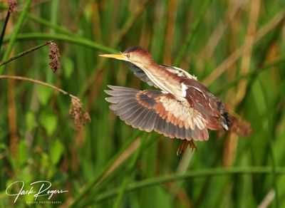Returning to the nest site