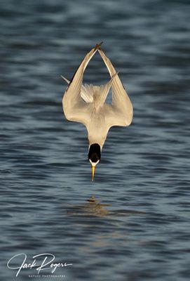 Fully tucked in a dive!