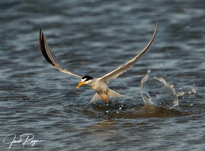 Terns