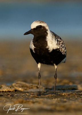 Black-bellied Plovers
