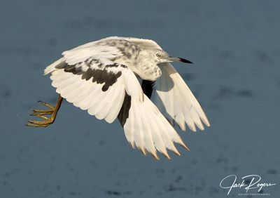 Calico flight!