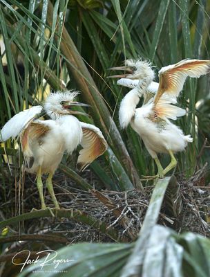 Hungry nestlings!