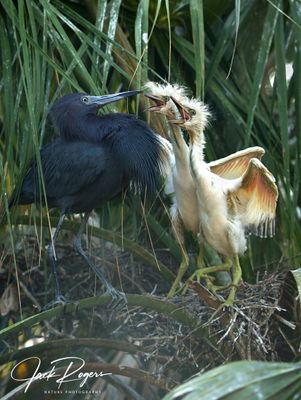 Little Blue Herons
