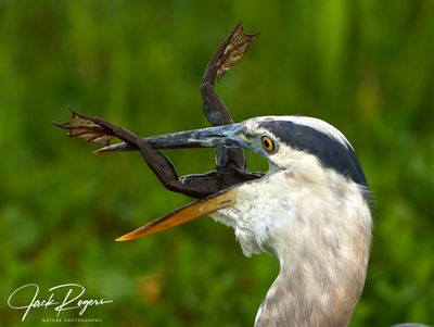 Great Blue Herons