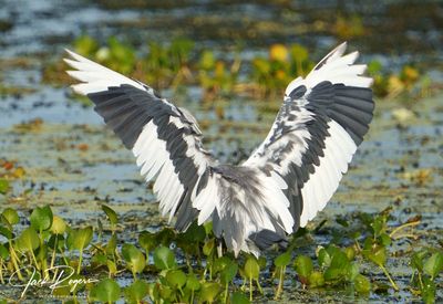 Little Blue Herons