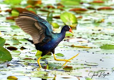 Gallinules and Coots