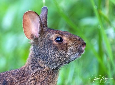 Mammals