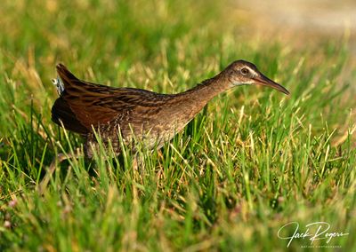 Foraging in the grasses