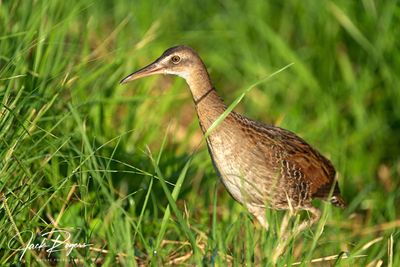 King Rail