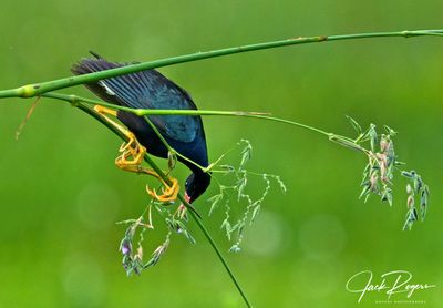 Gallinules and Coots