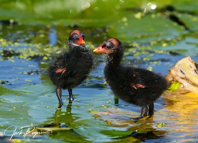 Gallinules and Coots