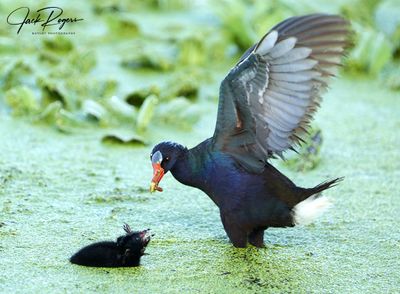 Gallinules and Coots
