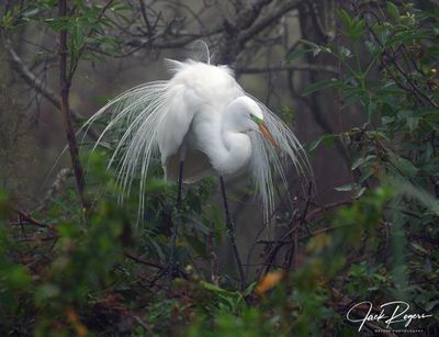 Foggy morning on the nest
